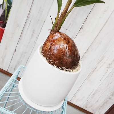 ココナッツの実が可愛いヤシの木 ココヤシ お礼品詳細 ふるさと納税なら さとふる