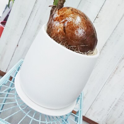 ココナッツの実が可愛いヤシの木 ココヤシ お礼品詳細 ふるさと納税なら さとふる