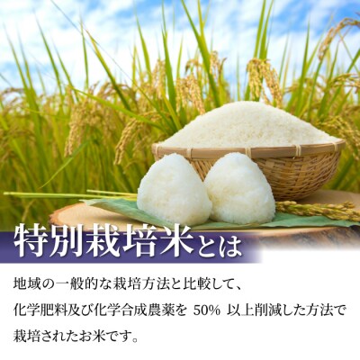 【6回定期便】東御市産の特別栽培米「風さやか」約10kg