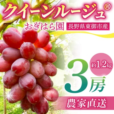 【先行受付2026年発送】農家直送!朝採れクイーンルージュ(R)3房(約1.2kg)|おぎはら園