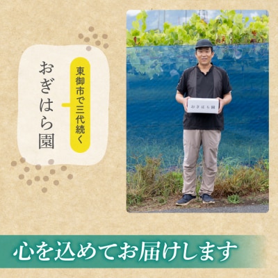 【先行受付2026年発送】農家直送!朝採れクイーンルージュ(R)3房(約1.2kg)|おぎはら園