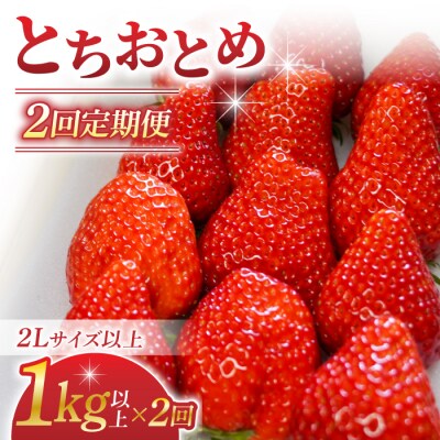 【2回定期便】長野県産いちご「とちおとめ」(1kg以上)|BERRY PLANTS FACTORY 