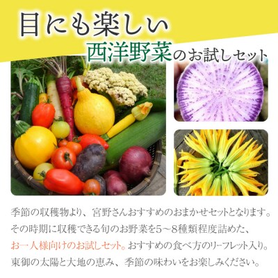 【アグロノーム】季節のお野菜セット(お一人様向け)|5～8種類の野菜詰め合わせ