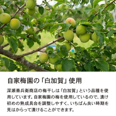 やまがた完熟 梅干し 粒不揃い 1kg FY23-740