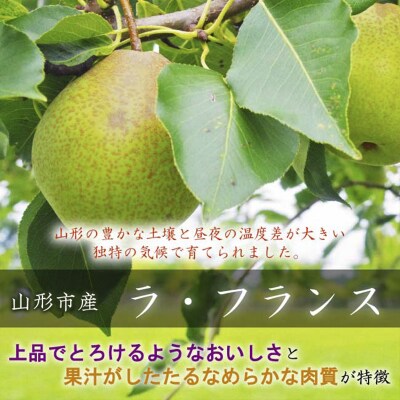 山形市産【高糖度ラフランス】特秀品 5kg (10～18玉)   【令和8年産】FS24-822