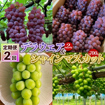 【定期便2回】デラウエア 約2kg &シャインマスカット 約700g  FY25-004