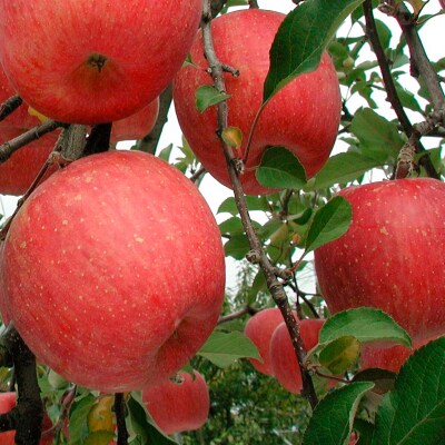 山形産 無袋 ふじりんご 秀2kg(5～8玉)【令和8年産】FS25-775