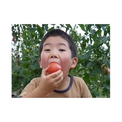 アルプスイーナちゃん　トマトジュース(1L×3本)