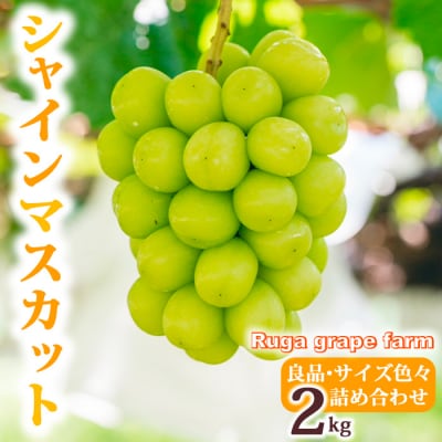 【先行受付2026年発送】シャインマスカット2kg 良品サイズ色々詰め合わせ|Ruga grape 