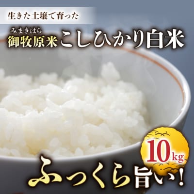 【先行受付2026年発送】長野県産!生きた土壌で育った御牧原米こしひかり 白米(八分づき)10kg