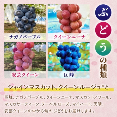 【2026年先行受付】農家直送!贈答用3色ぶどうの詰め合わせセット 2kg(4～7房)|おぎはら園