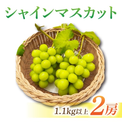 【先行受付2026年発送】シャインマスカット2房　1.1kg以上※2026年9月中旬以降順次発送