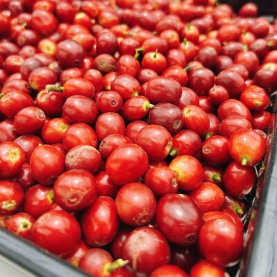 国産コーヒー収穫体験4名様分 20,000円分 |コーヒーチェリー 収穫 試飲 体験