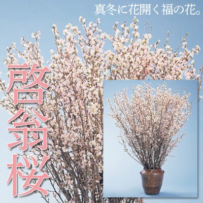 山形市産「啓翁桜」80cm(2～3本入)×7袋 FZ26-829