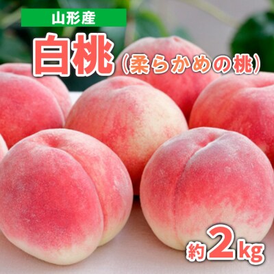 山形産 白桃 (柔らかめの桃)　約2kg 秀品 【令和8年産先行予約】FS23-717