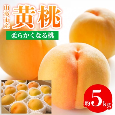 山形市産 黄桃 秀品 5kg(12～20玉)柔らかくなる桃【令和8年産先行予約】FS24-759