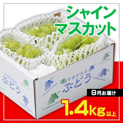 ☆フルーツ王国山形☆ シャインマスカット秀1.4kg以上 9月【令和8年産先行予約】