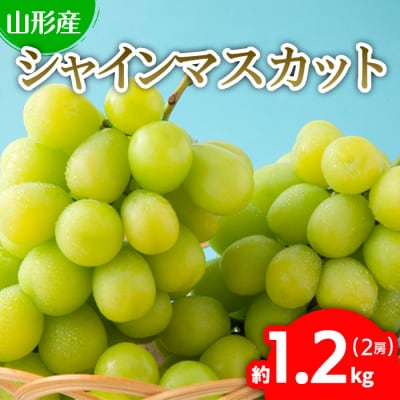 ぷりぷりのシャインマスカット 2房 約1.2kg【令和8年産先行予約】FU22-743