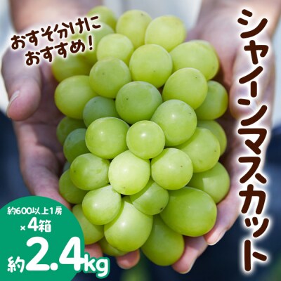 おすそ分けに シャインマスカット 秀 約2.4kg