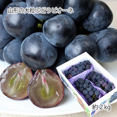 山形のぶどう ピオーネ 秀品 約2kg [8月発送] 【令和8年産先行予約】FS24-650