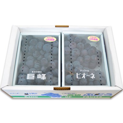 山形のぶどうセット ピオーネ・巨峰[8月中旬～9月中旬] 【令和8年産先行予約】FS24-571 