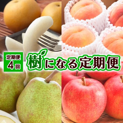 【定期便4回】樹になる定期便 【令和8年産先行予約】FU23-795