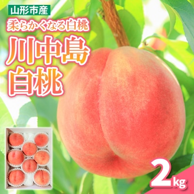 柔らかくなる 川中島 白桃 秀品 2kg (5個～8個)【令和8年産先行予約】FS25-145