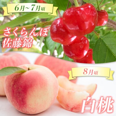 【定期便4回】☆んま～い山形☆5種フルーツ!4回楽しむ!定期便B FY25-476