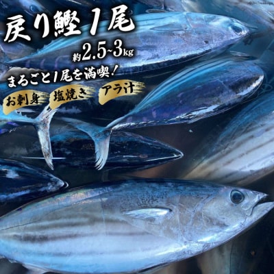 戻り鰹 1尾