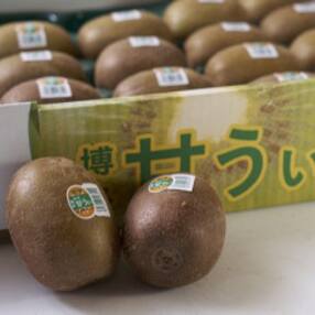 福岡県産ブランドキウイ「甘うぃ(あまうぃ)」約3kg箱(24-30玉)(久山町)