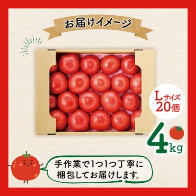 【期間限定発送】波乗り トマト とまたん 4kg 20個入 [20564139] 野菜