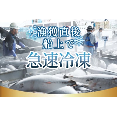 亀洋丸のお刺身用戻りかつおとかつおタタキのセット(各1筋) [阿部長商店 20565601] 
