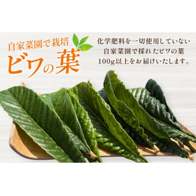 ビワの葉 10枚 100g以上 [海洋館 宮城県 気仙沼市 20565792]