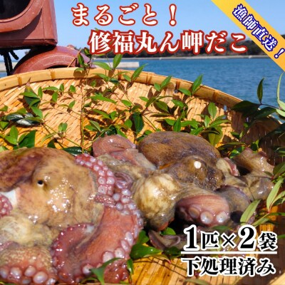 修福丸ん岬だこ 丸ごと 2匹 下処理済み 約1.2kg