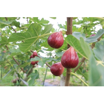城陽特産たっぷり!うちだ農園coucou!の無添加ジャムセット<120g×2種>