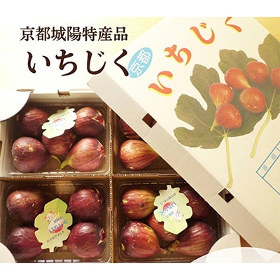 京都府城陽特産品　新鮮朝採りいちじく　4パック入り　チルドお届け 1パック4個から6個入り