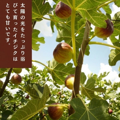 京都府城陽特産品　新鮮朝採りいちじく　4パック入り　チルドお届け 1パック4個から6個入り