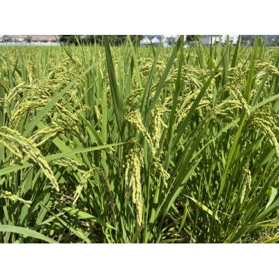 循環農法で育てたヒノヒカリ　玄米20キロ　栽培期間中農薬・化学肥料不使用