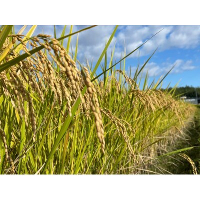 循環農法で育てたヒノヒカリ　玄米10キロ　栽培期間中農薬・化学肥料不使用　