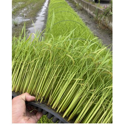 大粒人気品種!『いのちの壱』玄米5キロ 循環農法産　栽培期間中農薬・化学肥料不使用　高級米