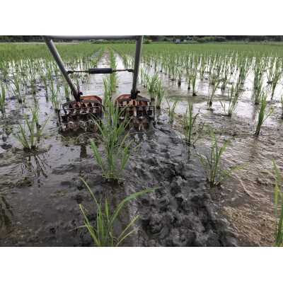 【2024年産】大粒人気品種『いのちの壱』玄米5キロ 循環農法産　栽培期間中農薬・化学肥料不使用