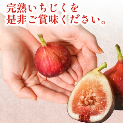 完熟いちじく 約1.7kg (12～32個目安) 5L～Mサイズ