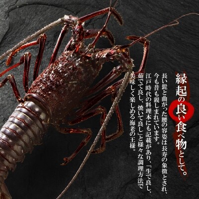 【漁師直送】活き〆冷凍　天然伊勢海老1キロ(3～4尾)