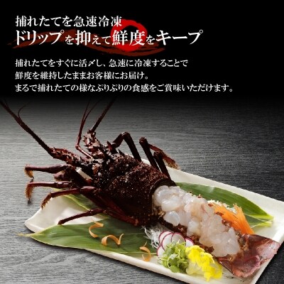 【漁師直送】活き〆冷凍　天然伊勢海老1キロ(3～4尾)