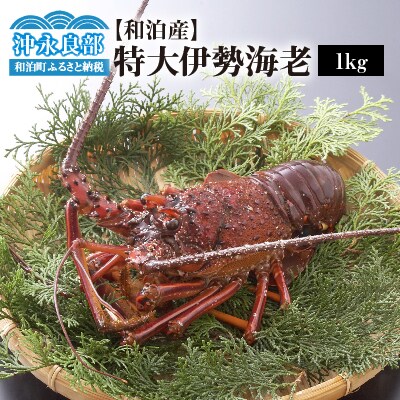 【漁師直送】活き〆冷凍　特大伊勢海老1キロ(1～2尾)