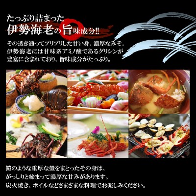 【漁師直送】活き〆冷凍　特大伊勢海老1キロ(1～2尾)