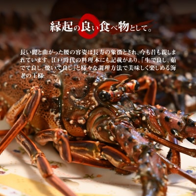 【漁師直送】活き〆冷凍　天然伊勢海老500グラム(1～2尾)