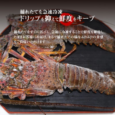 【漁師直送】活き〆冷凍　天然伊勢海老500グラム(1～2尾)