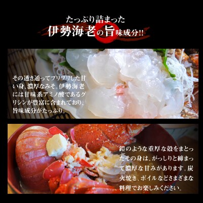 【漁師直送】活き〆冷凍　天然伊勢海老500グラム(1～2尾)