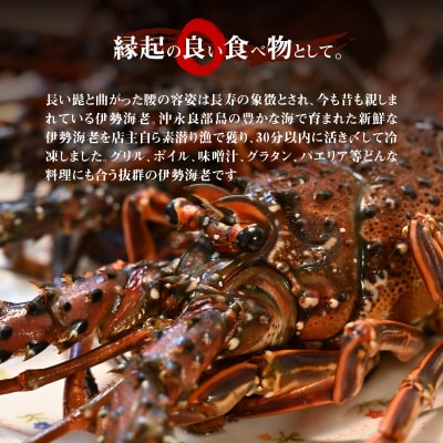 【漁師直送】活き〆冷凍　天然伊勢海老1キロ(3～4尾)と夜光貝(1個)のセット